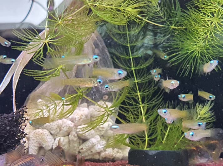 Norman's lamp eye 1.5cm