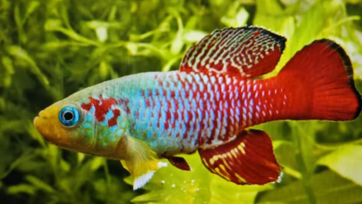 Nothobranchius Guentheri 3-4cm