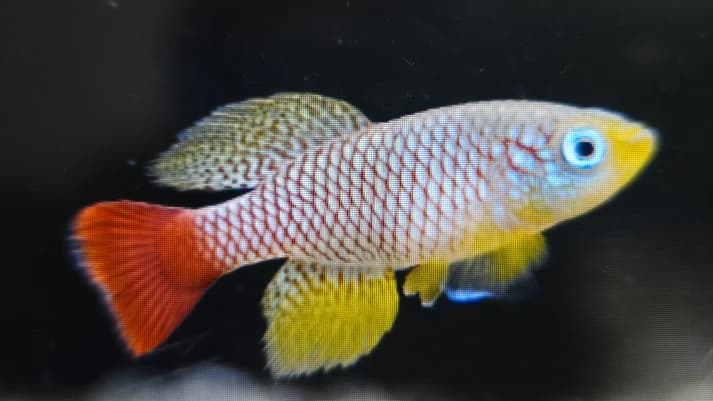 Nothobranchius foerschi 3-4cm