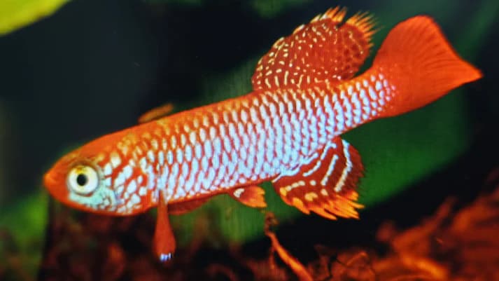 Nothobranchius kisaki 3-4cm