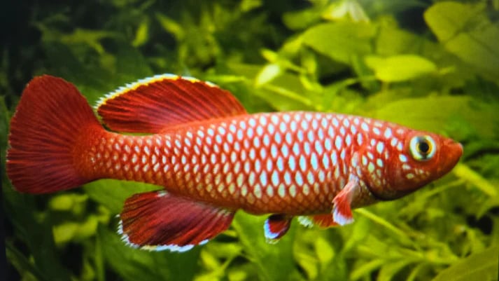 Nothobranchius korthausae 3-4cm