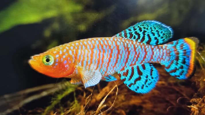 Nothobranchius rachovi 3-4cm