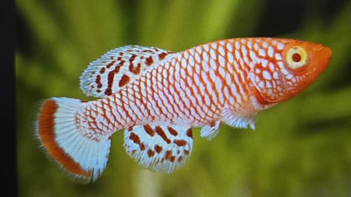 Nothobranchius rachovii albino 3-4cm