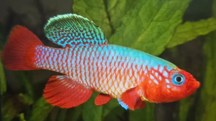 Nothobranchius rubripinnis 3-4cm