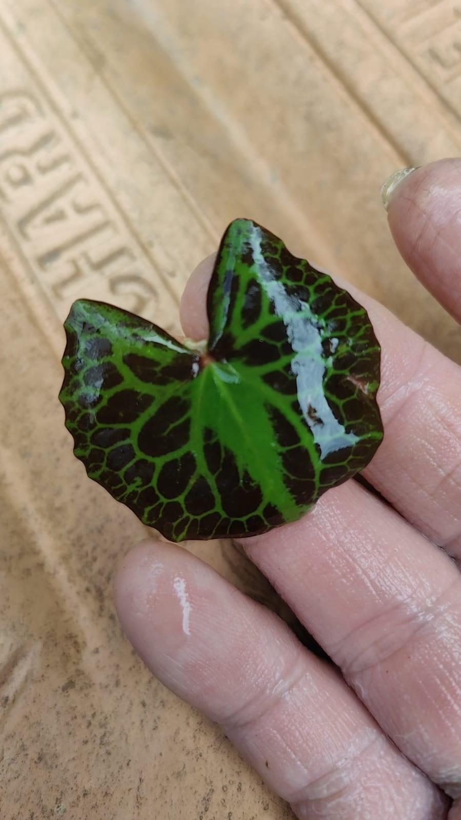 Nymphoides crenata Wavy marsh wort Aquatic plants