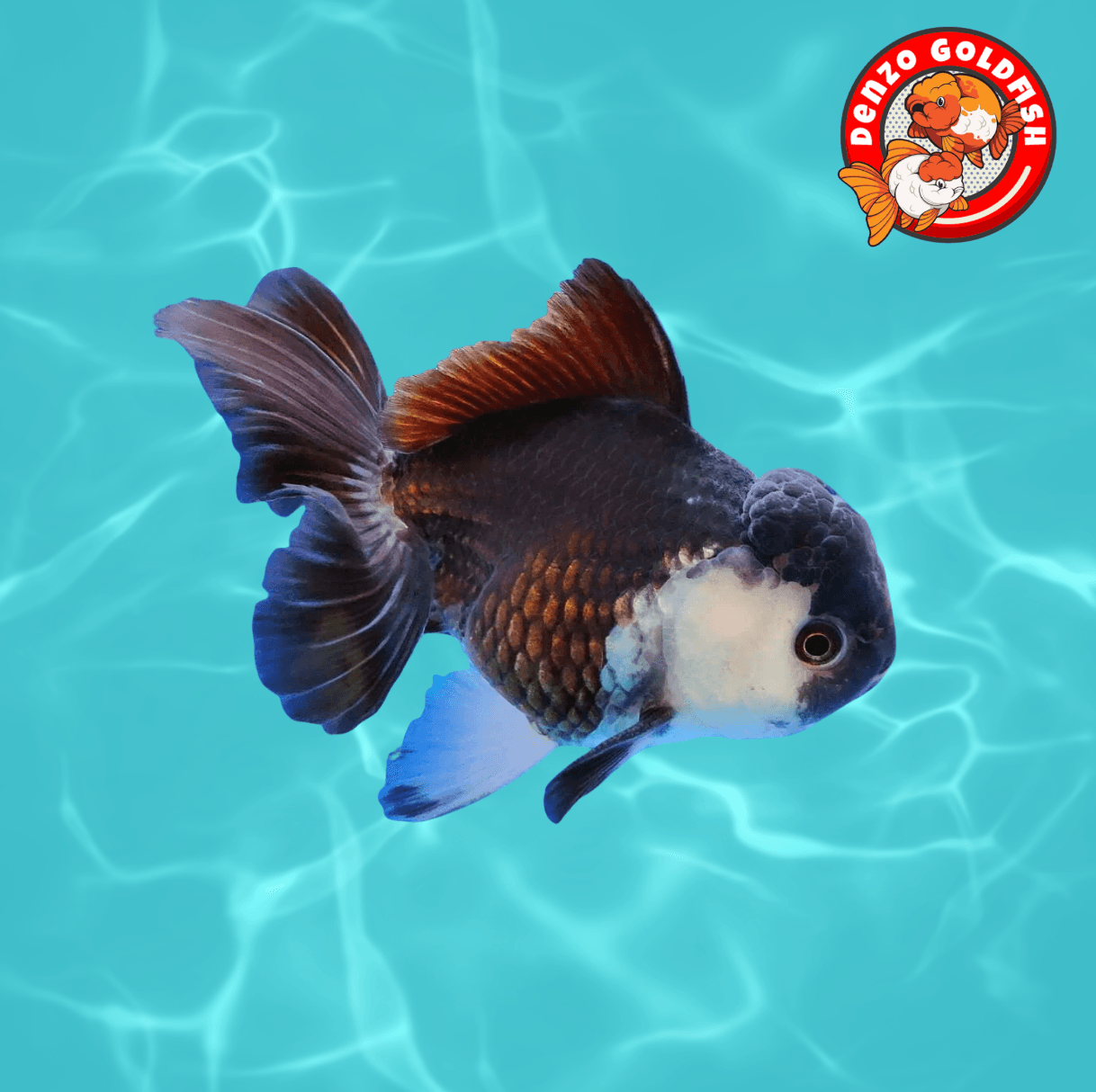 ORANDA PANDA