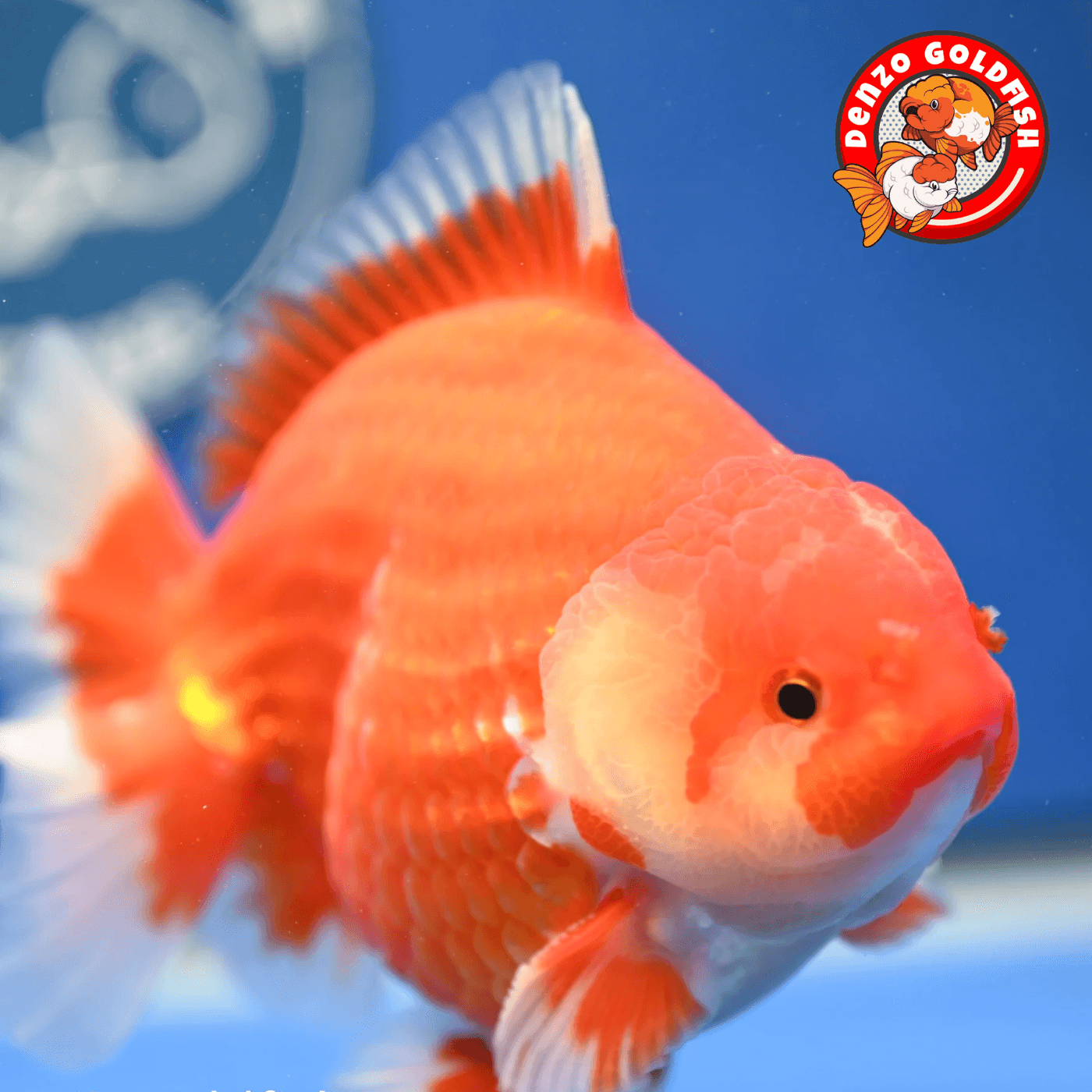 ORANDA SHORT TAIL REDWHITE