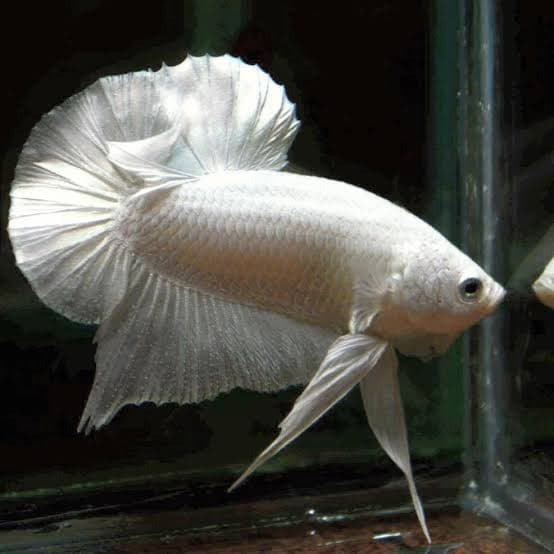 One pai giant Betta white platinum