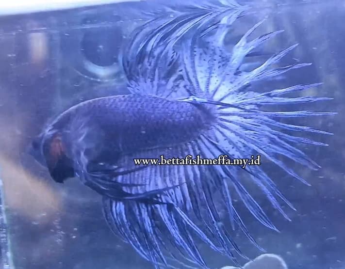 One pair Betta CROWNTAIL still BLUE 🔵