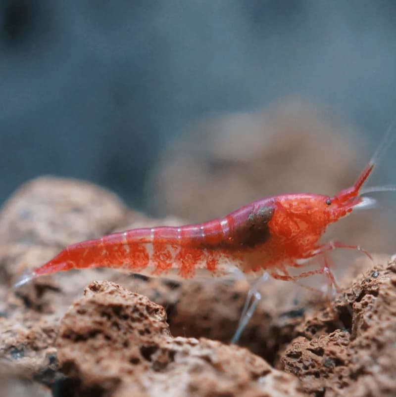 Opae Ula shrimp,Hawaiian Super Shrimp,Volcano Shrimp