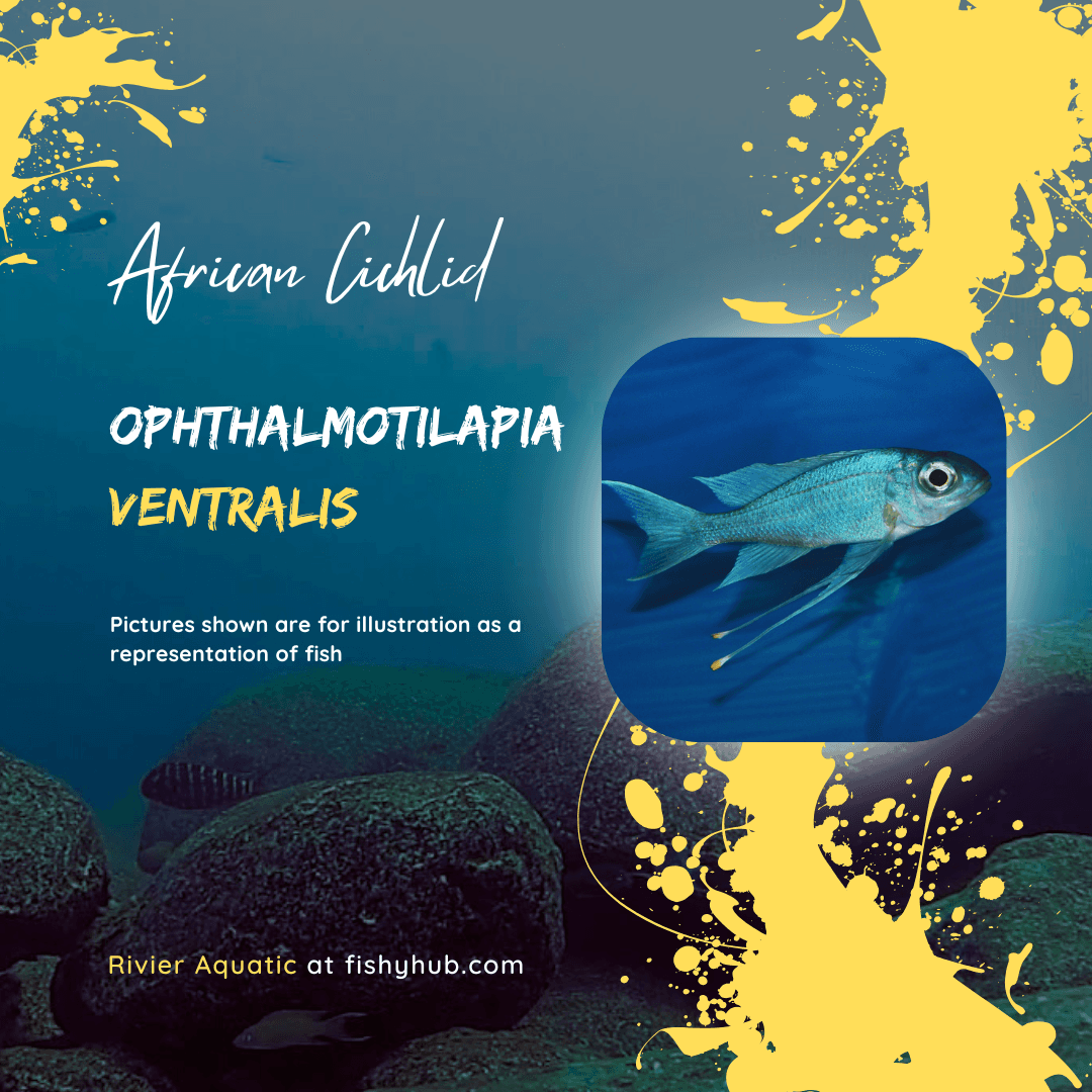 Blue Gold-Tip Cichlid (Ophthalmotilapia Ventralis)