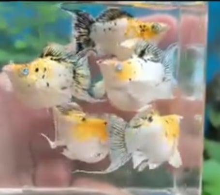 Orange head marble crystal eye