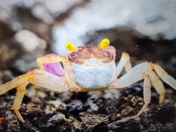 Orchid Vampire Crab 2cm x5pcs