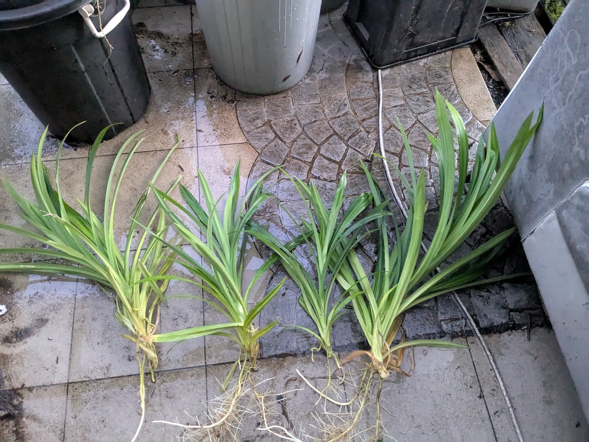 Organic pandan plant