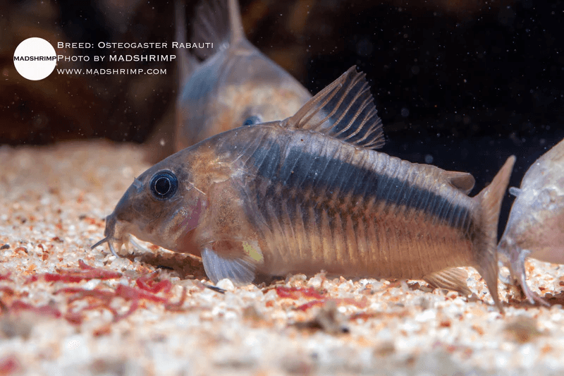 Osteogaster Rabauti