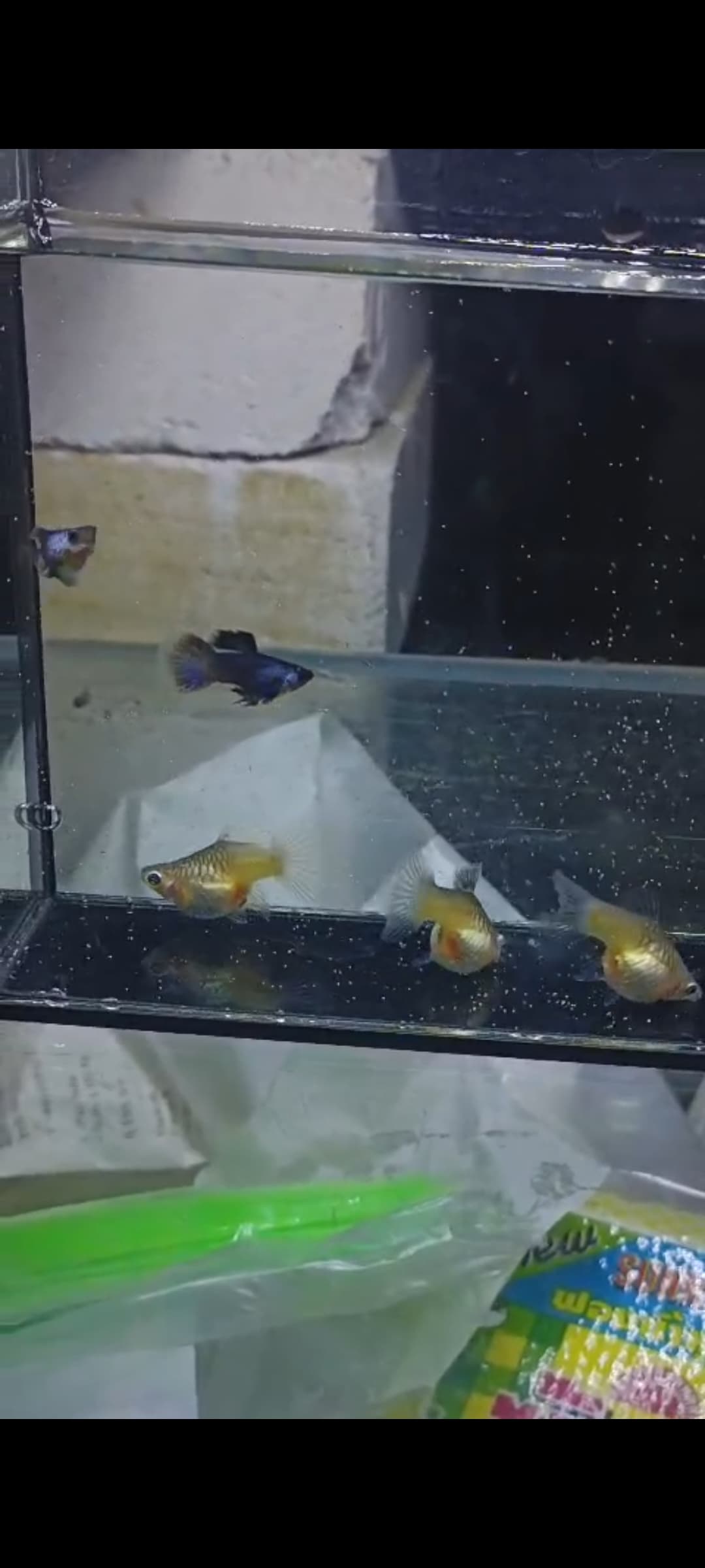 Panda super short body