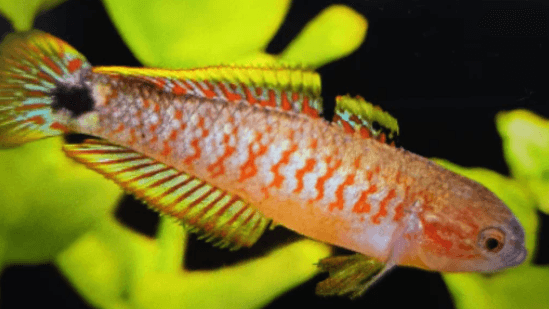 Peacock gudgeon 3-4cm