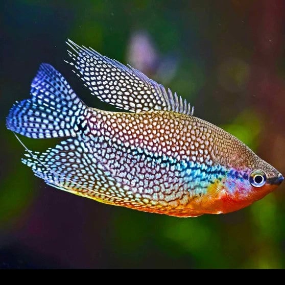 Pearl Gourami 4-5cm