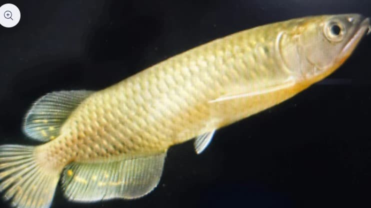 Pearl arowana 8-10cm