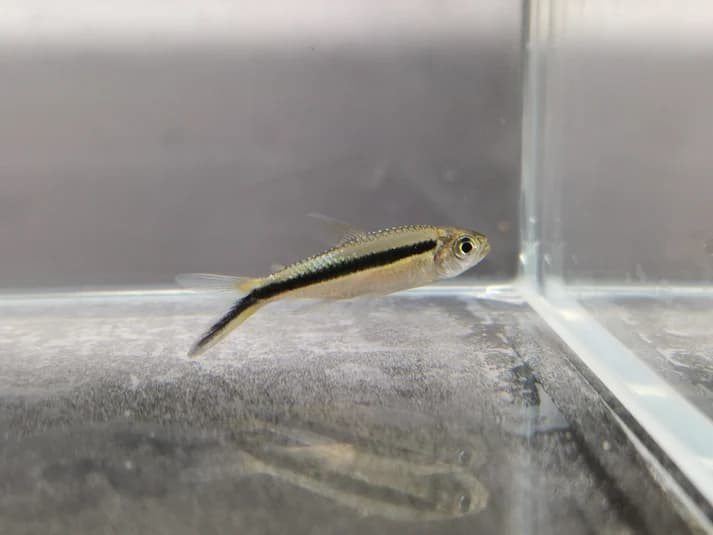 Penguin tetra 2.5cm