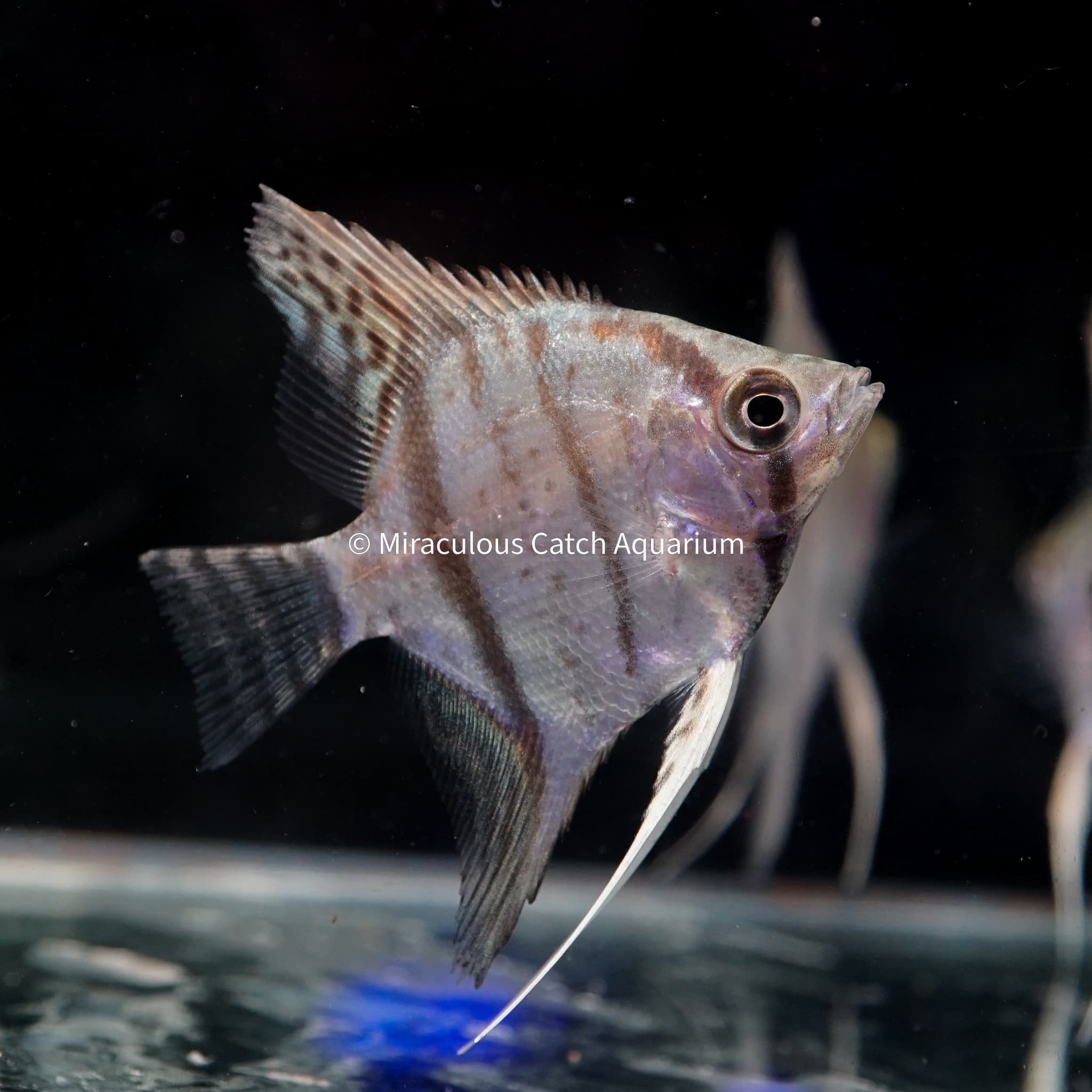 Peruvian Angelfish