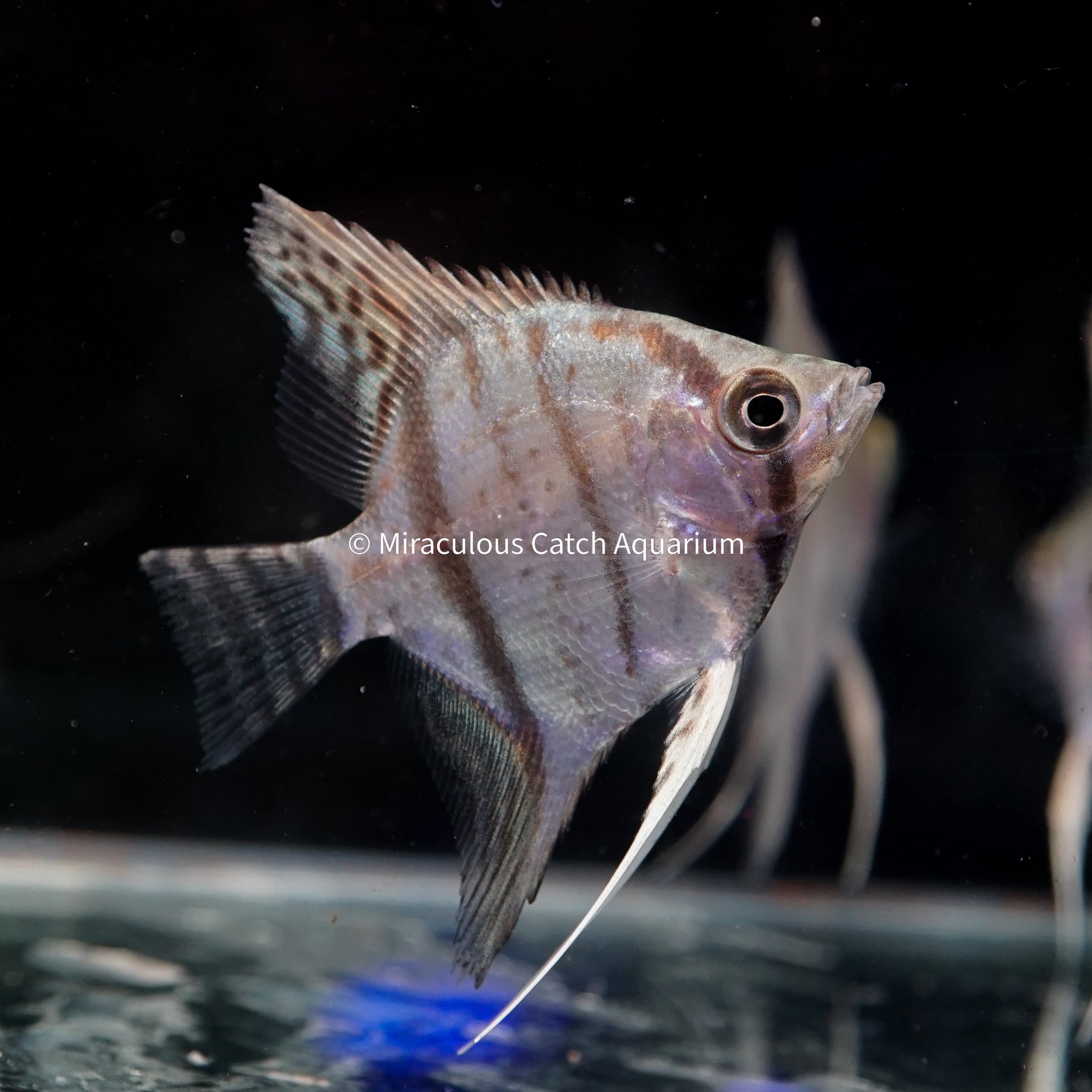 Peruvian Angelfish