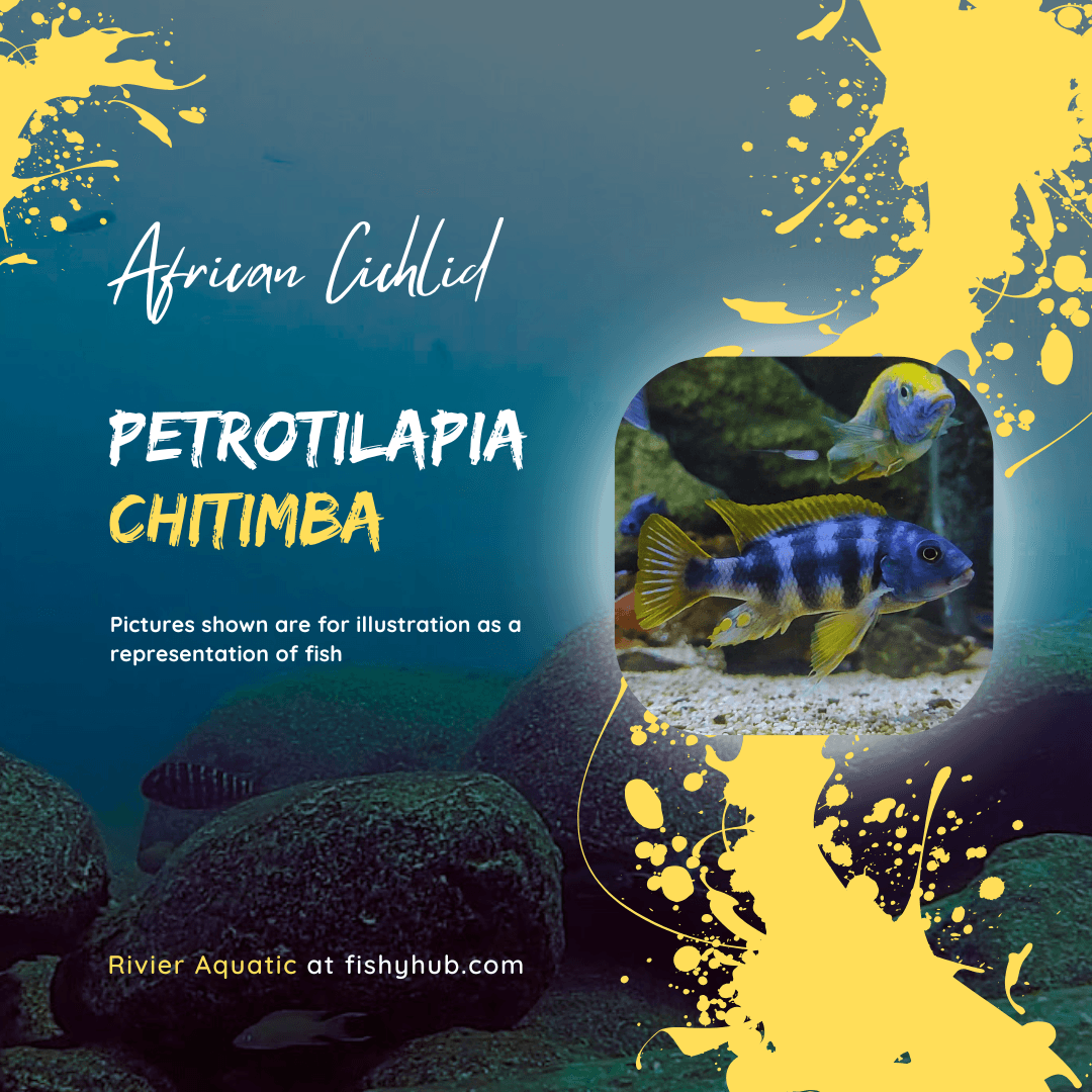 Thick Bar Chitimba Cichlid (Petrotilapia Chitimba)