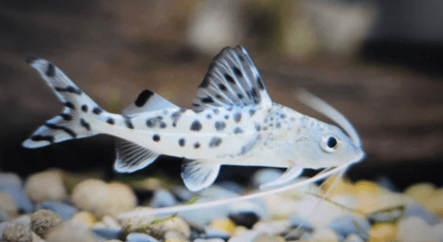 Pictus catfish 5-6cm