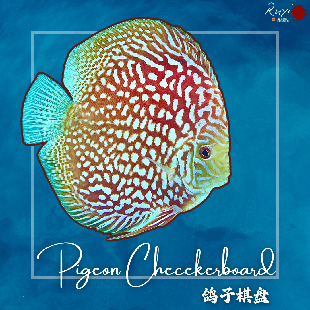 Pigeon Checkerboard 鸽子棋盘 Discus
