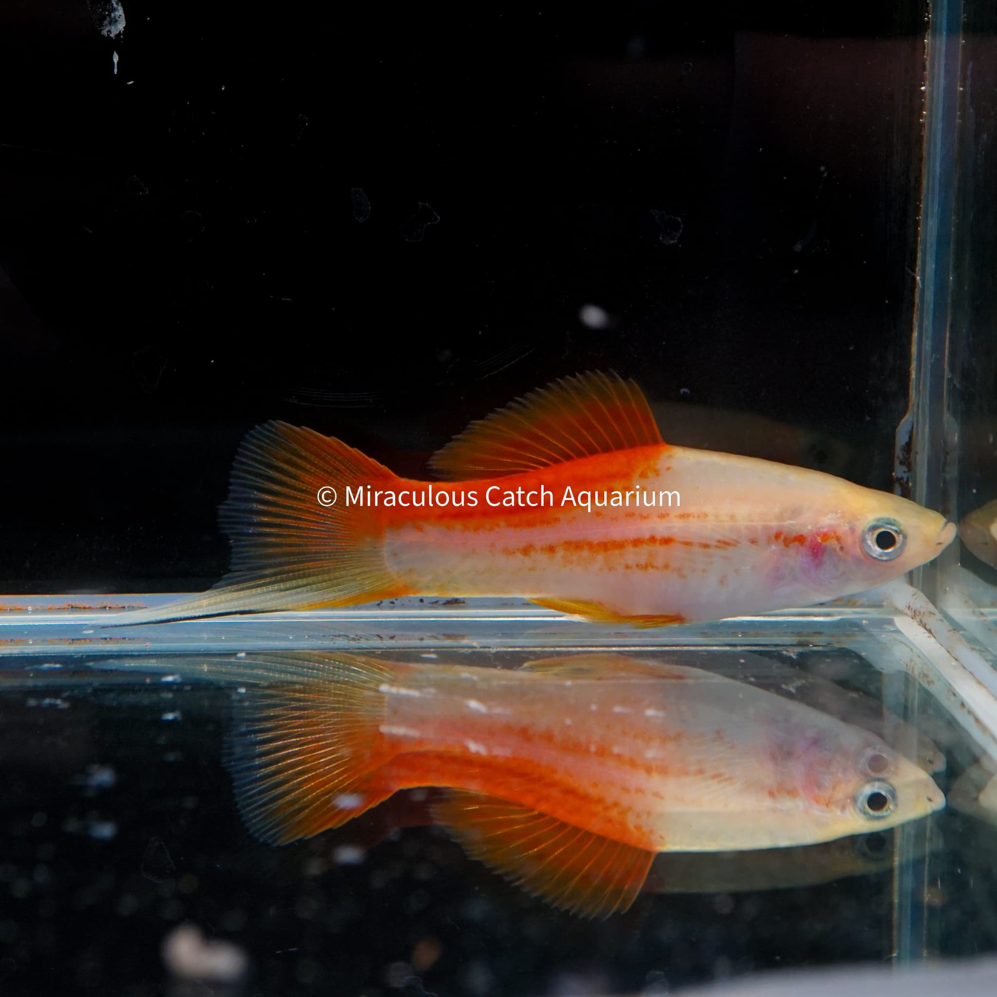 Pineapple Swordtail