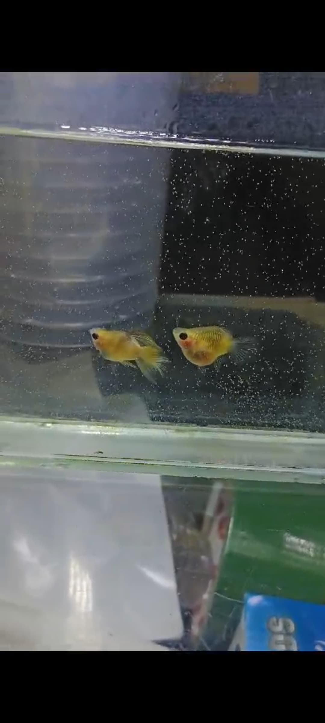 Pingku glass belly super short body