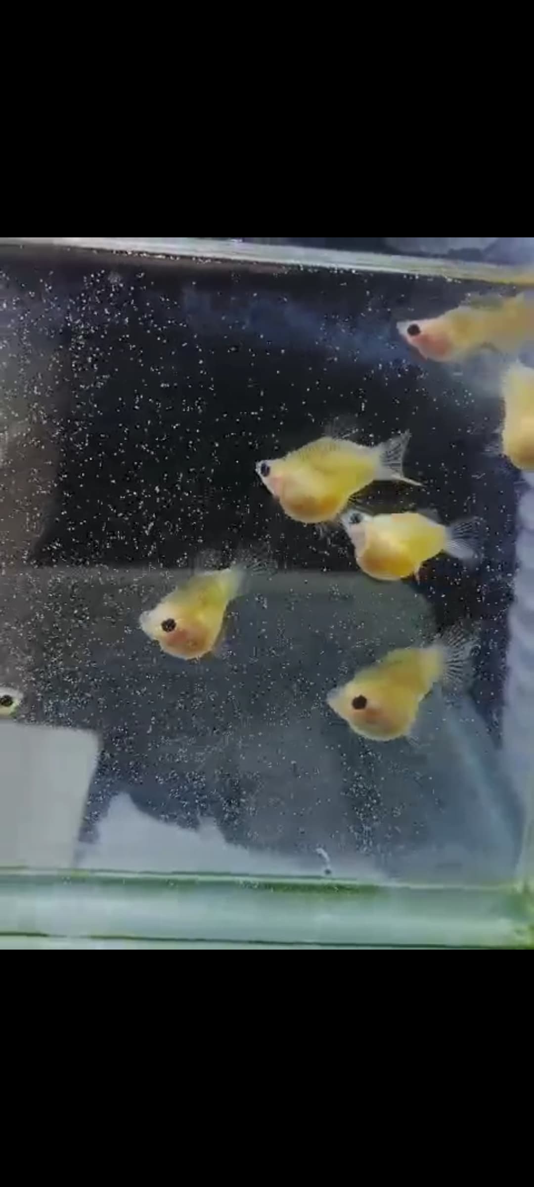 Pingku glass belly super short body