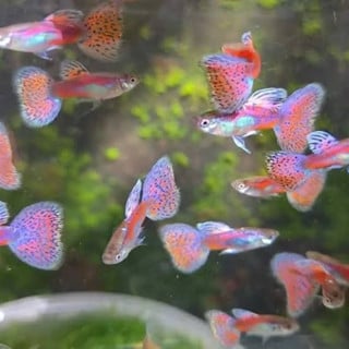 Pink Grass Guppy