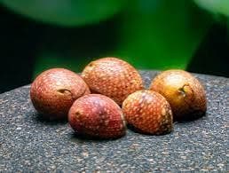 Pink Lady Nerite Snail