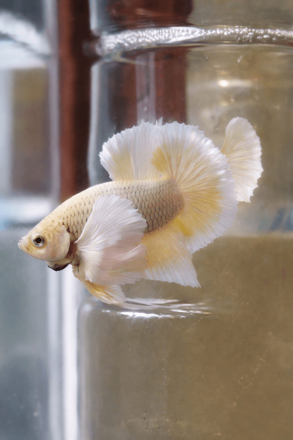 PINEAPLE DUMBO EAR PK