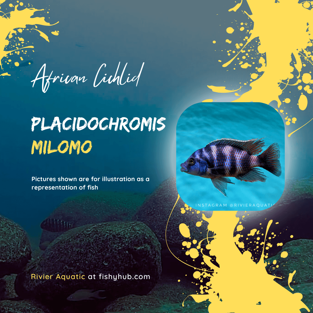 Super VC-10 Cichlid (Placidochromis Milomo)