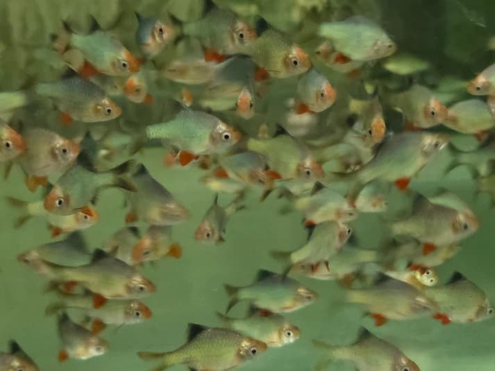 Platinum Green tiger barb 3cm