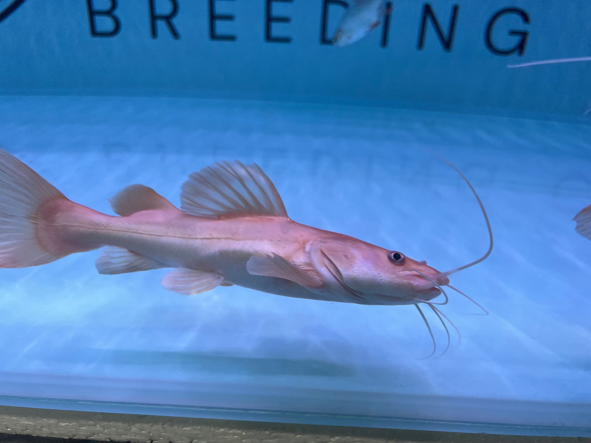 Platinum Red Tail Catfish