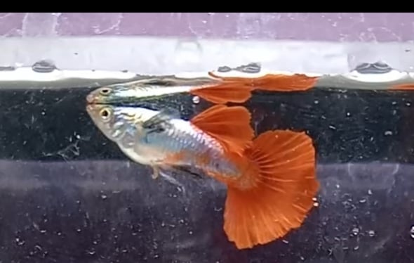 Platinum Red Tail Dumbo Ears PRTDE