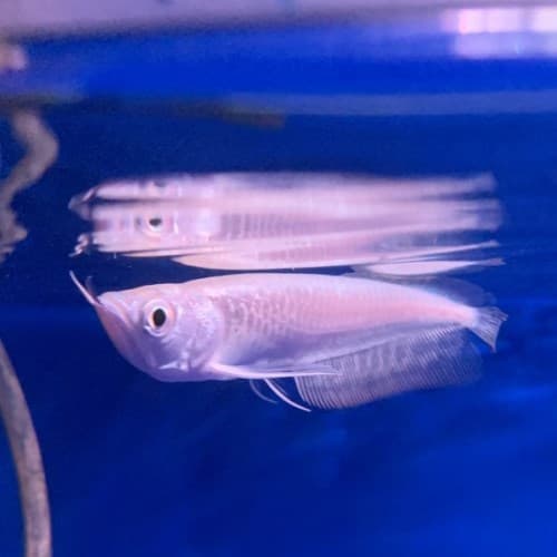 Platinum Silver Arowana
