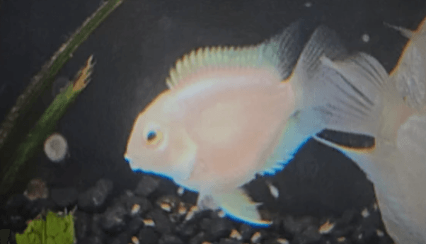 Platinum mini parrot cichlid 3-4cm