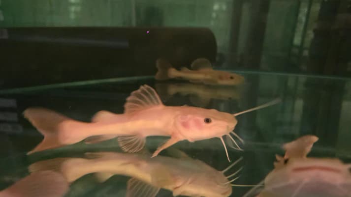 Platinum red tail cat 12-15cm