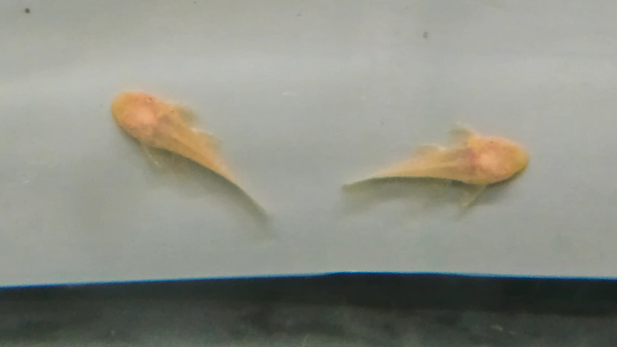 Pleco L144 Albino 4cm