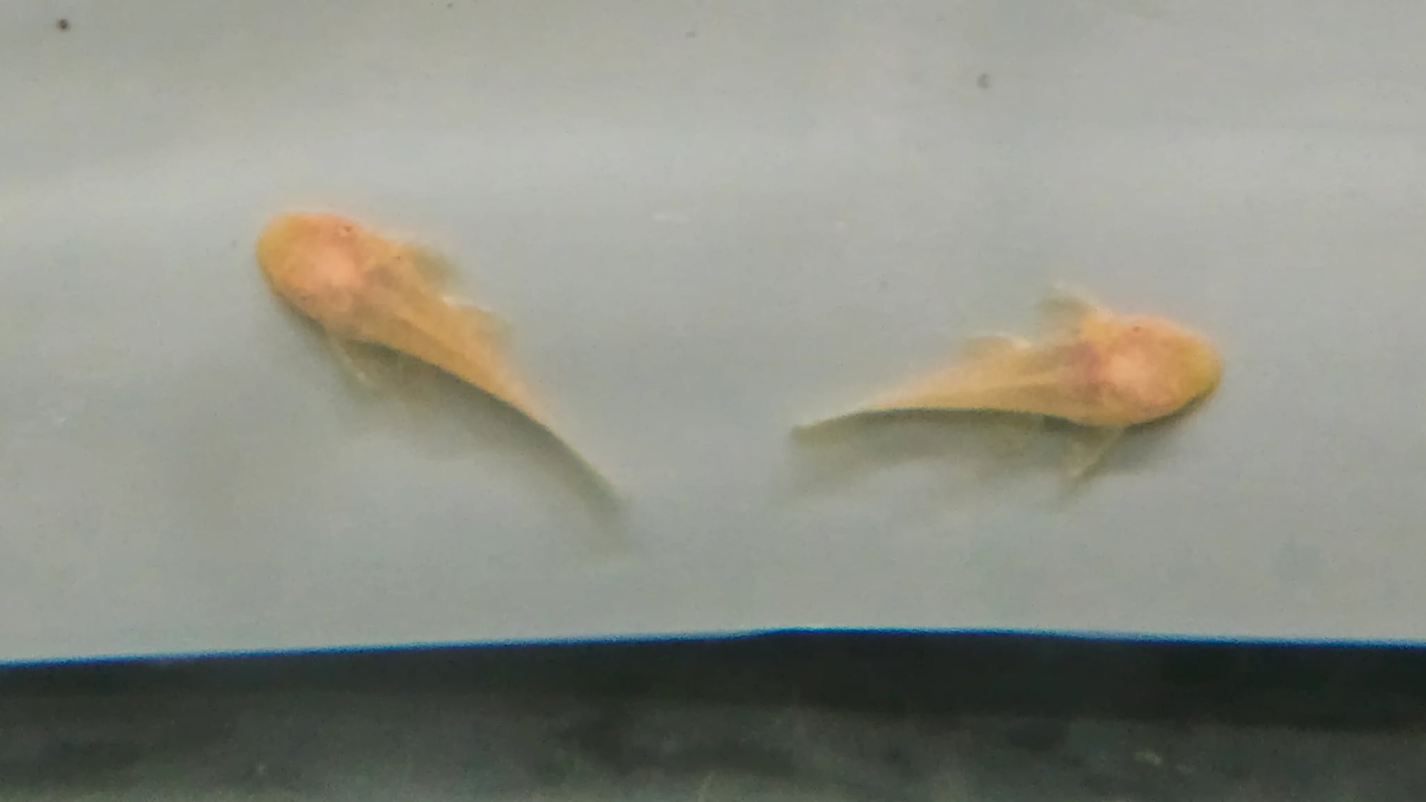 Pleco L144 Albino 4cm