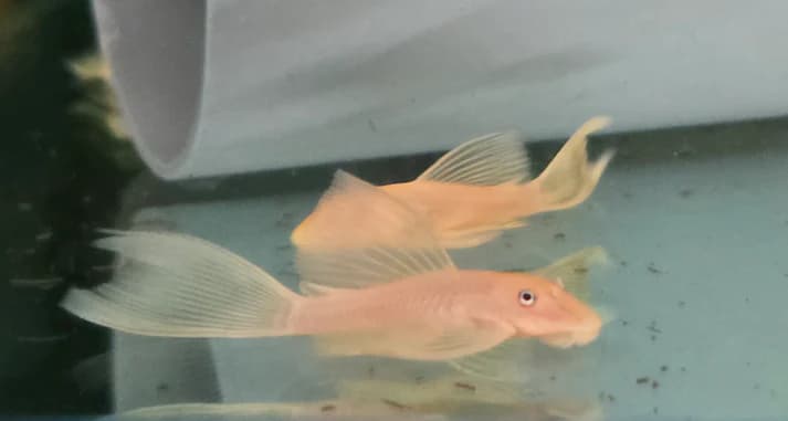 Pleco L144 blue eye longfin 4-5cm