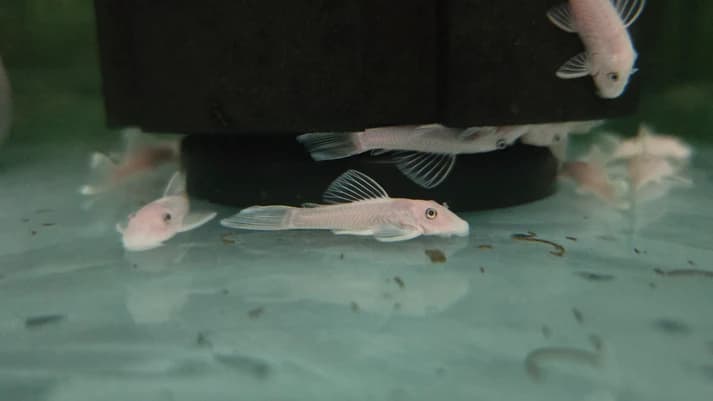 Pleco L144 snow white 4cm