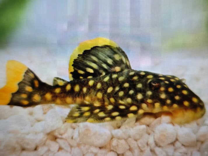 Pleco L18 Golden nugget 6-8cm