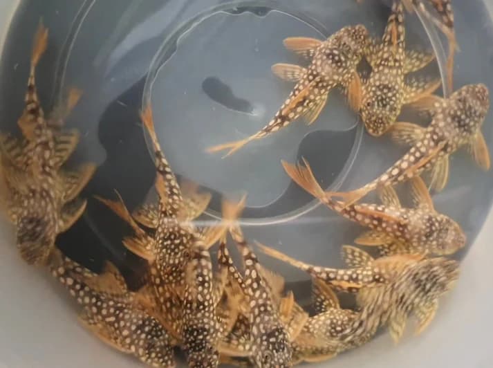 Pleco Sunshine L14 5-6cm