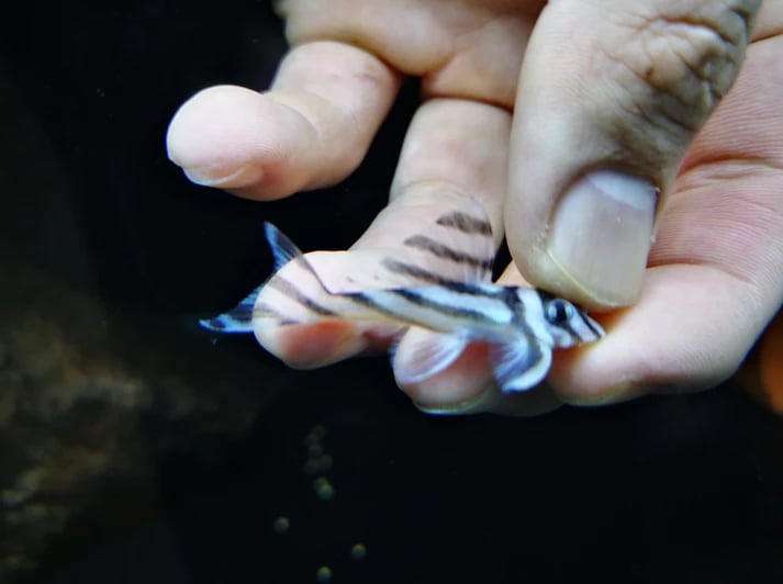 Pleco Zebra L46 4-4.5cm