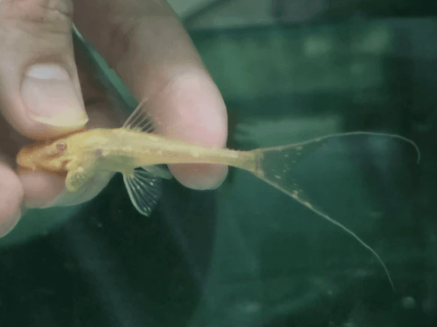 Pleco albino adonis 5-6cm